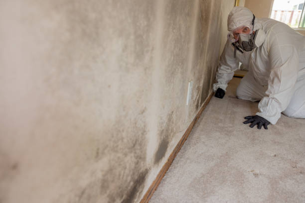 Best Mold Damage Restoration  in Sumrall, MS